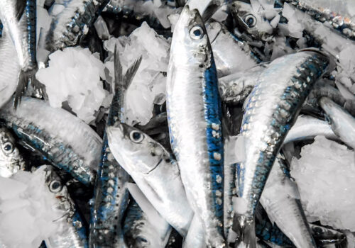 sardines