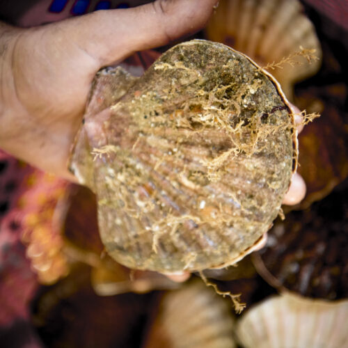 Coquille Saint-Jacques